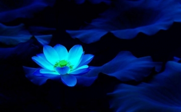 Đi tìm sự tĩnh lặng cho tâm trí